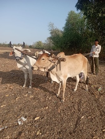 ઘોધલાવેચવાનાછે