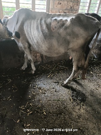 પરમાર સુભાષ સિંહ