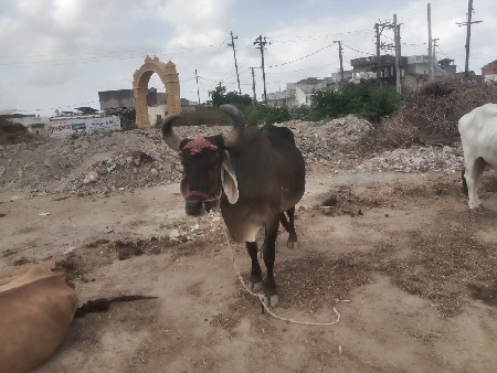 બરધવેસવાનોસે