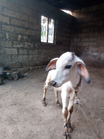 વાછડો દેવા નો છે