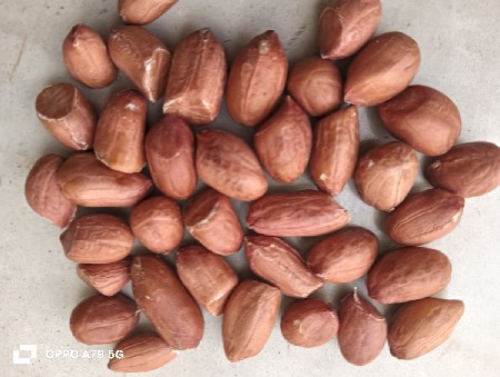 જી -વિસ  બિયારણ