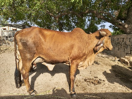 વેચવાની
