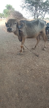 ખડેલી વેચવાની છે