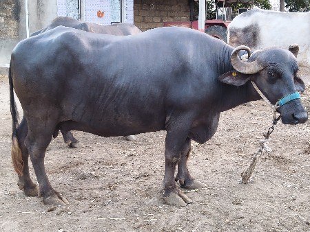 ભેશૂ વેચ વા ની શે