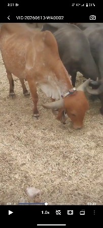 પરેશ ભરવાડ