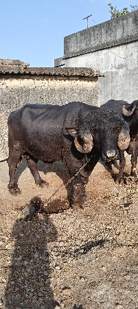 પાડો વેચવાનો છે