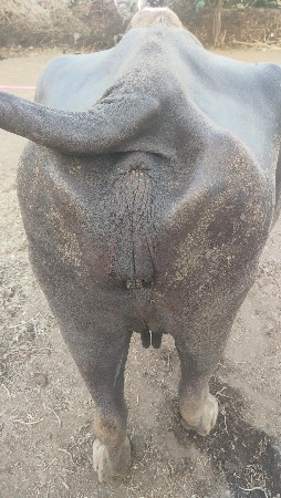 ભેંસ વેશવા ની સે