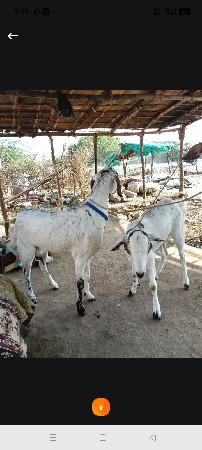 પોરબંદર જિલ્લો