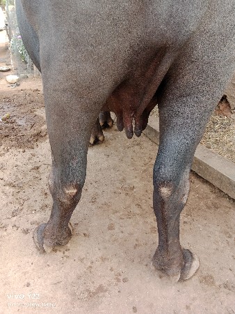 અજય બારિયા ૮૭૯૯૩૪૮૫૭૩