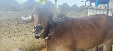 ગાય વેચવાની છે