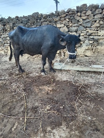 ભેસ