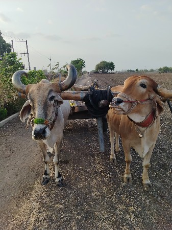 બળદ
