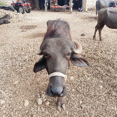 2વષ ની છે
