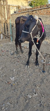 આ બે ઓડકી વેચવાની છે