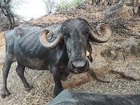 આ ભેંસ વેચવા ની છે