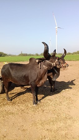 બળદ વેચવાના છે
