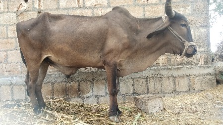 બળદ વેચવાનો છે.