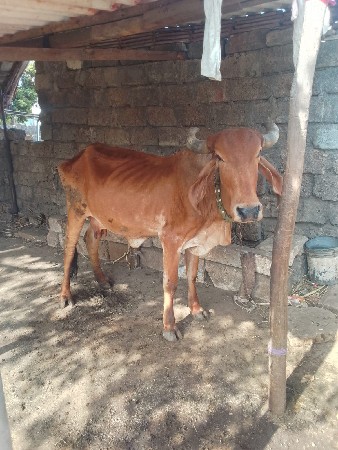 ગાય કેશોદ થી આપેલ છે સુલતાનપુર