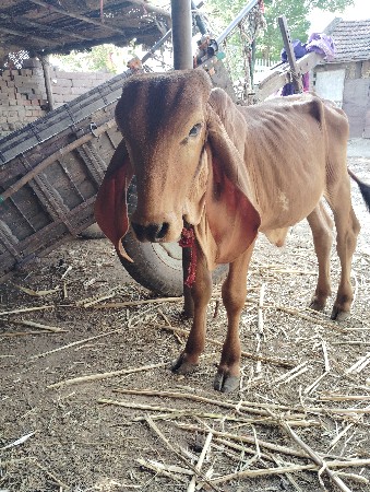 ગીર
