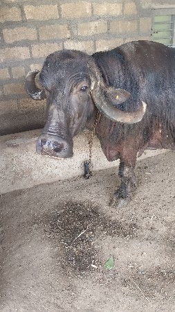 ભેંસ વેચવા ની છે