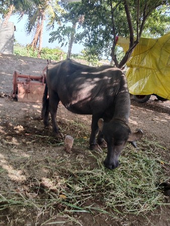 ખઙાઈ વહેંચવાની છે, ૧ મહિનો ગાભ