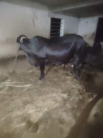 દેશી અને એસ.એફ વેચવાની છે.