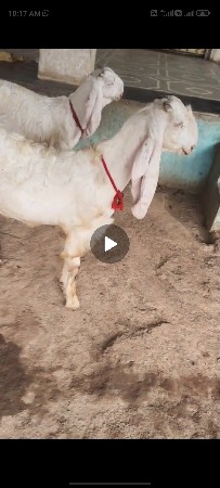 orijnal hedrabadi bakri