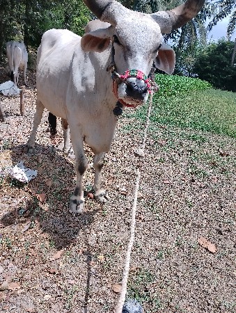 બળદ વેચવાના છે
