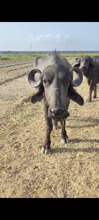 ચાર દાતે છે