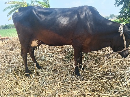 Hfગાય નીસે વાસડી આઠ 8લિટર દુધ