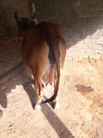 ત્રણ વેતરની