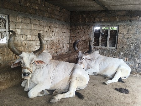 bardha
