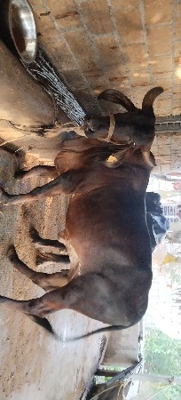 ગાઈ દેવાની સે