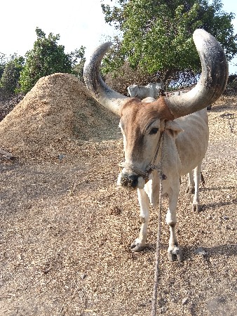 2 બળદ વેચવાના છે