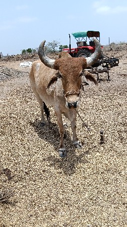 ગોધલા 1 વેચવાનો છે