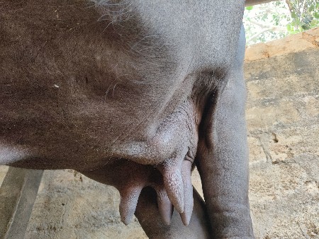 ભેસ વેચવાની છે