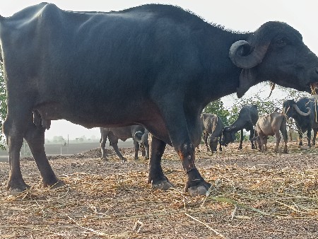 ભેંસ વેચવાની