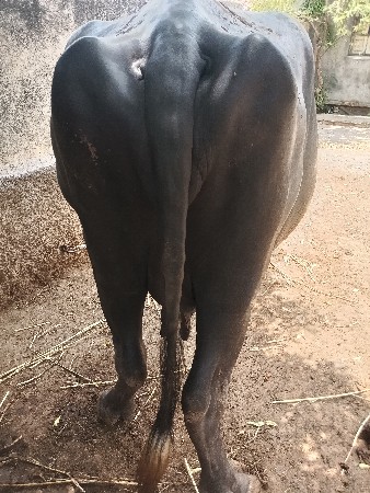 વેચવાની