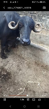 ભેંશ વેચવાની છે