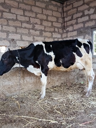 પેલા વેતરમાં ગા વેચવાની છે દસ દિવસ