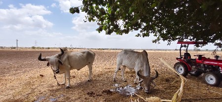 બળદ વેવવા ના છે 9687332687