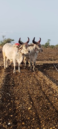 વેચવાના છે એક વાવણી વાવેલા
