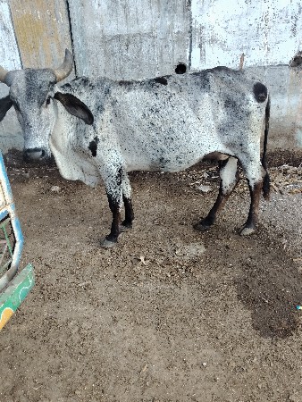 જરસીગાય વેયવાનીસે