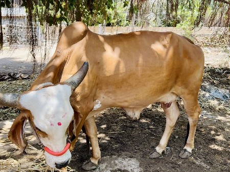gay vechvani chhe