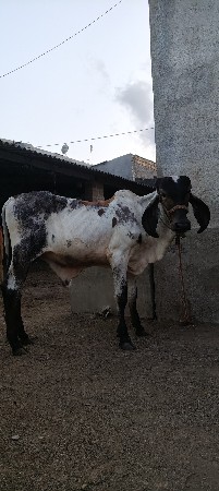 વાછડો વેચવાનો છે.