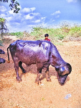 પાડો વેચવાનો છે