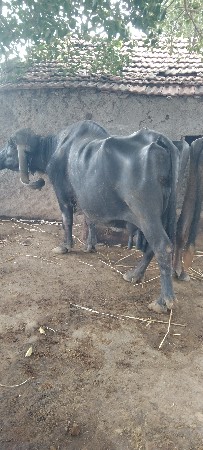 વેશવાની છે