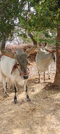 બળદ.વઢીયારા.વેચવાનાશે.