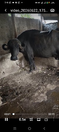 ભૈસ વેચવાની છે