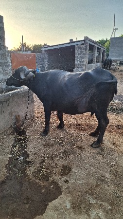 ભેંશ વેસવાની સે 3 વેટર